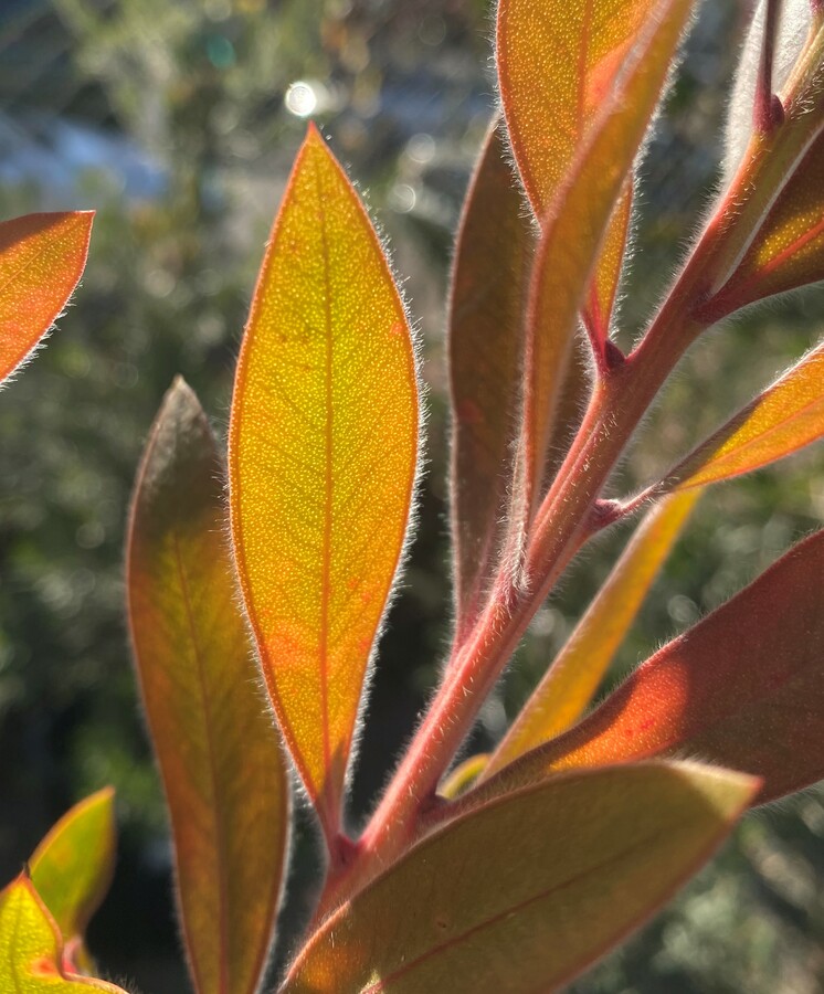 Melaleuca citrina