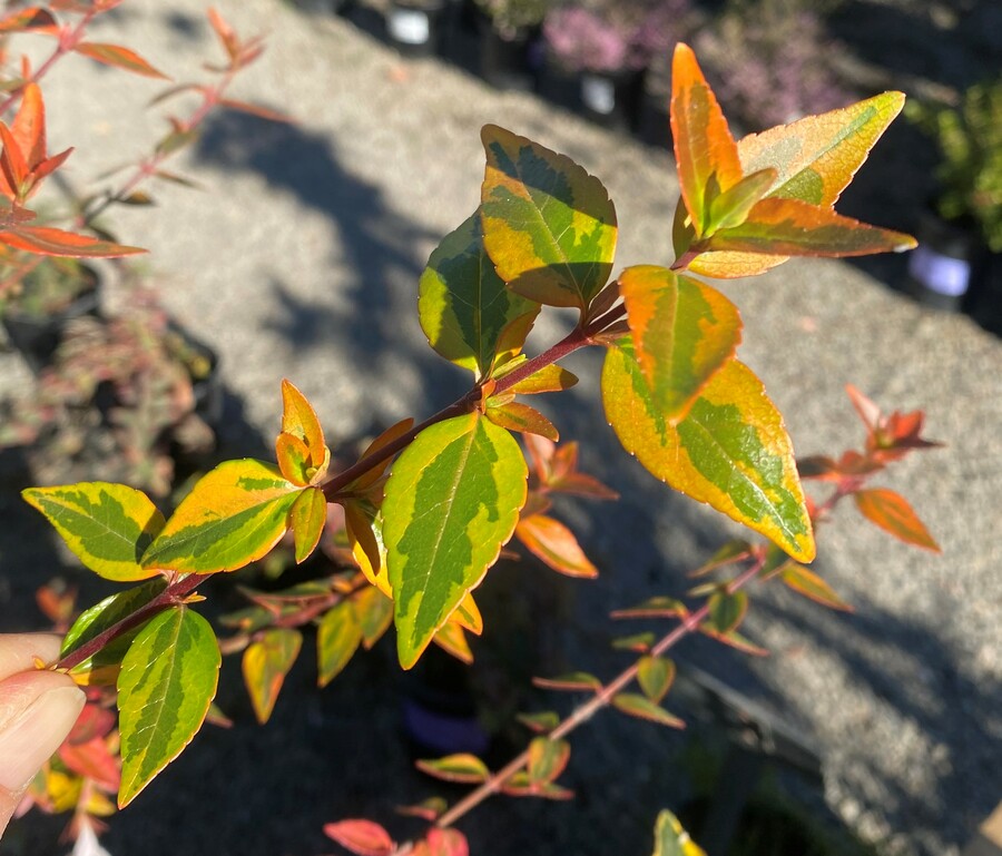 Abelia x grandiflora