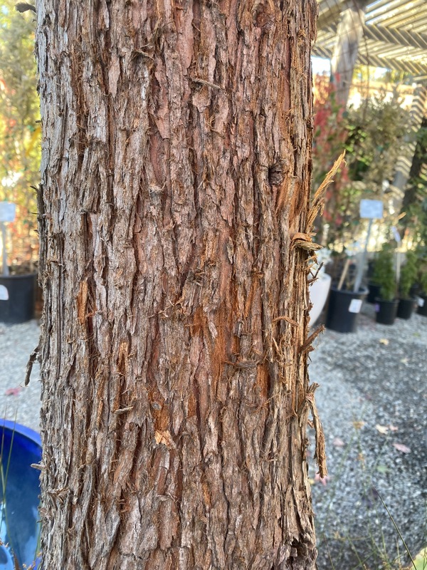 Taxodium ascendens