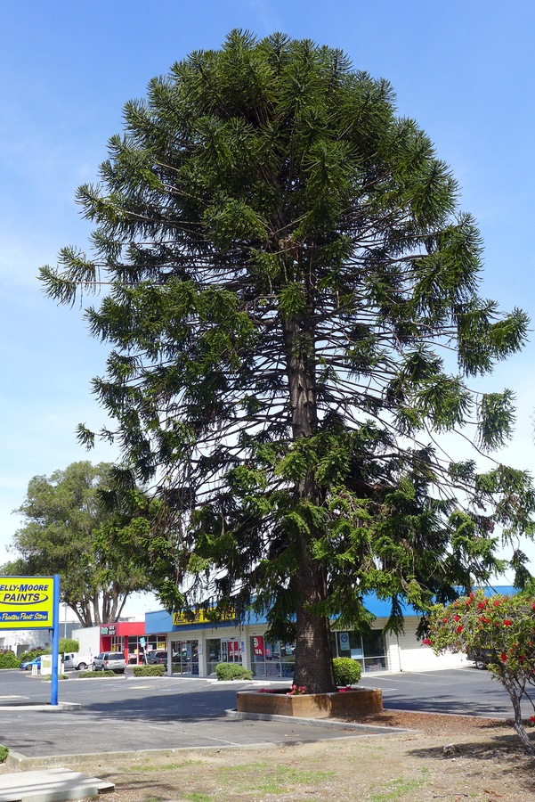 Araucaria bidwillii