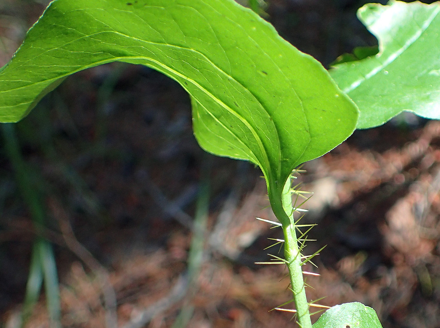 Smilax californica