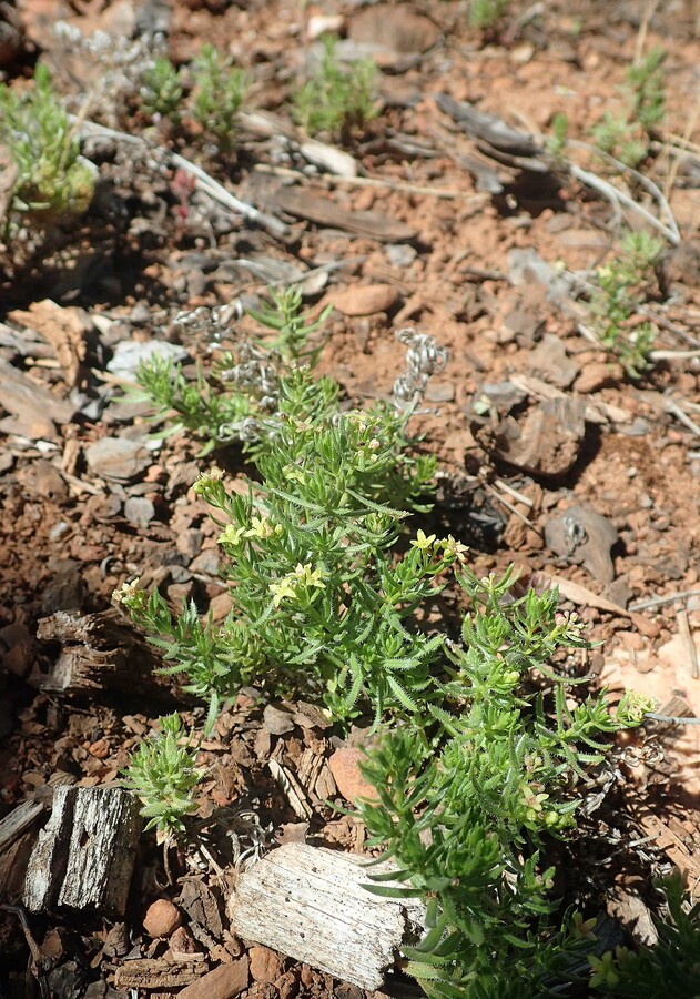 Galium ambiguum ssp. siskiyouense Galium ambiguum ssp. siskiyouense