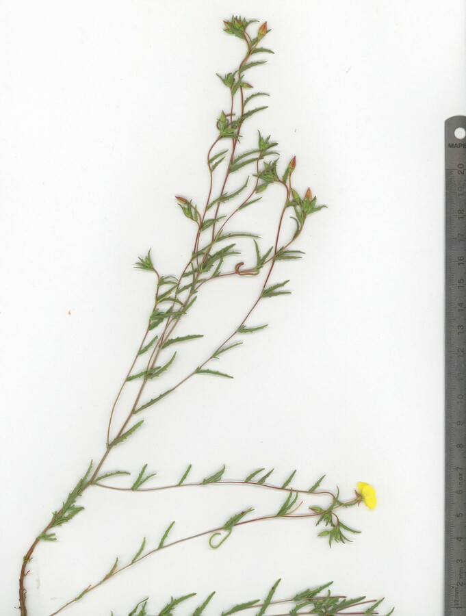 Camissonia campestris ssp. obispoensis