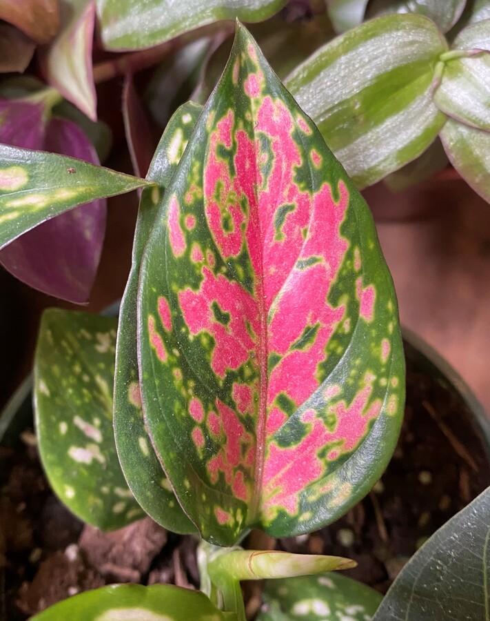 Aglaonema sp.