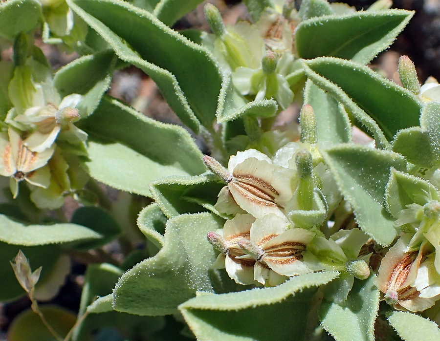 Acleisanthes nevadensis