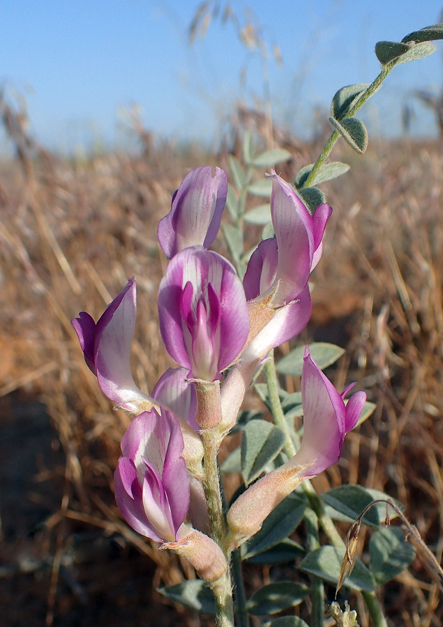 Astragalus amphioxys Astragalus amphioxys