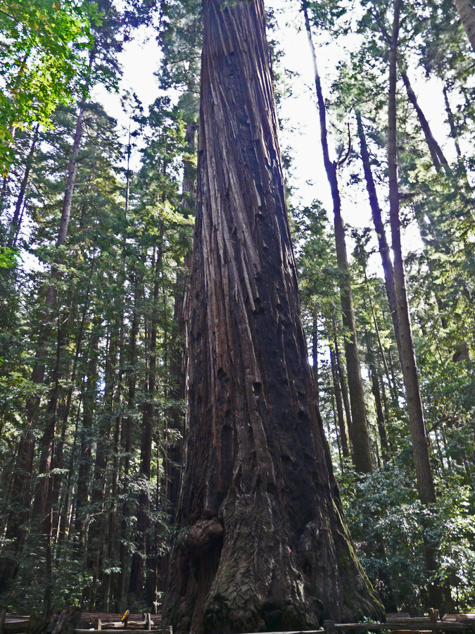 Branched Redwood