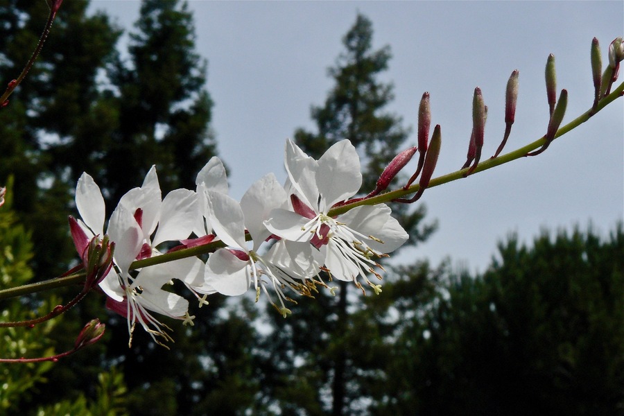 Gaura lindheimeri