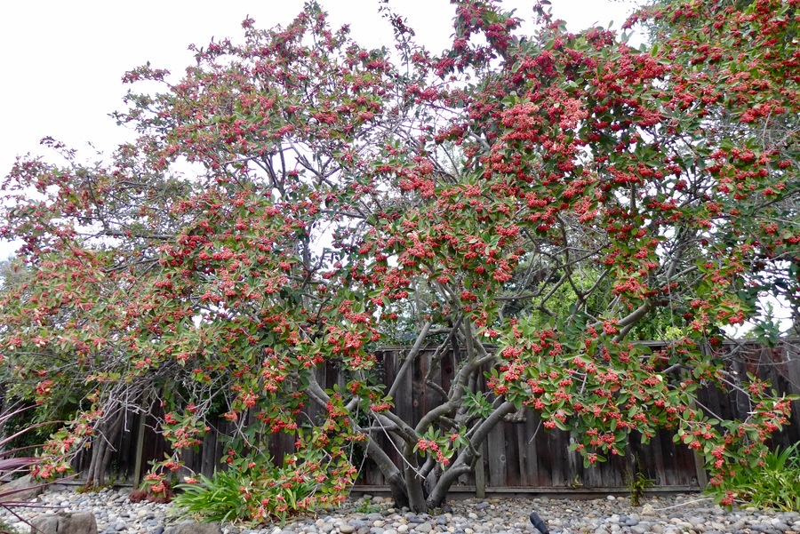 Cotoneaster coriaceus