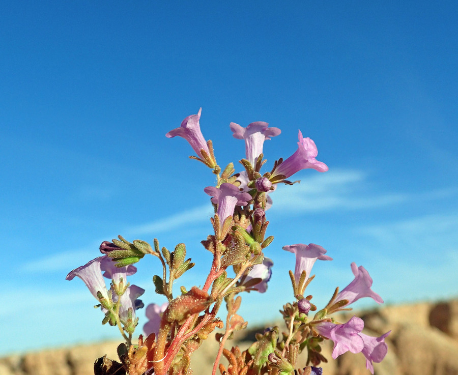 Phacelia pulchella var. gooddingii