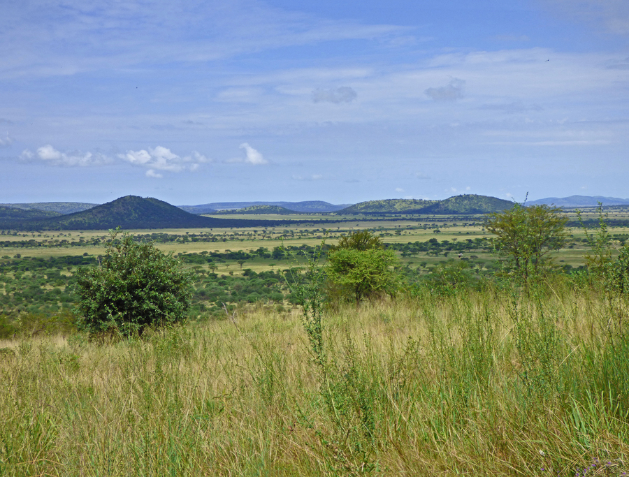 Serengeti seen from Lodge
