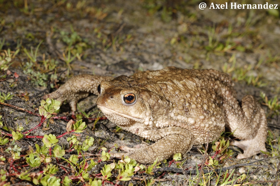 Bufo spinosus Bufo spinosus