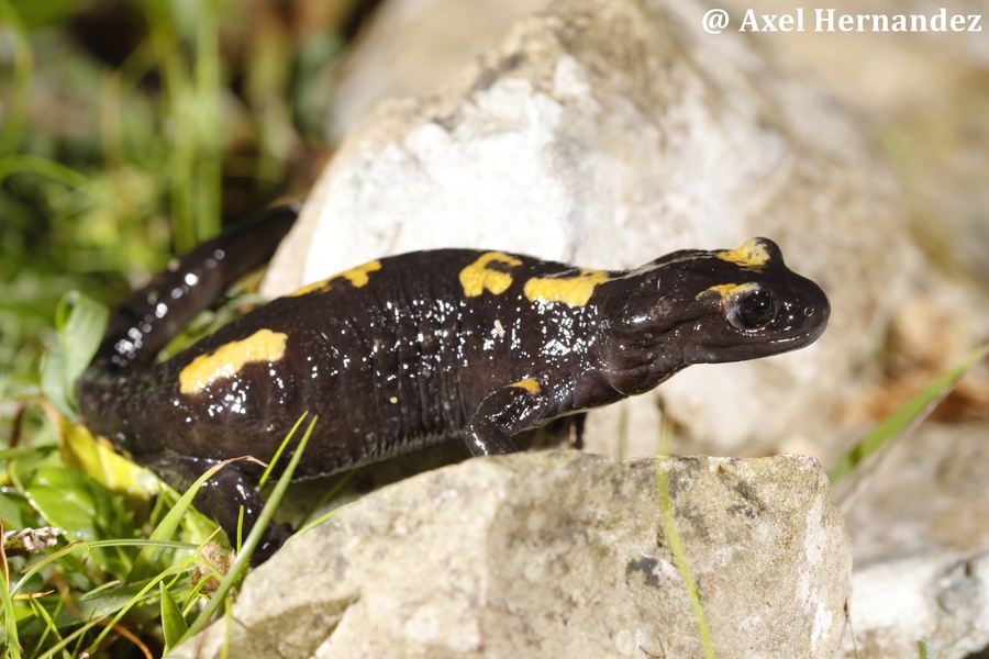 Salamandra algira tingitana