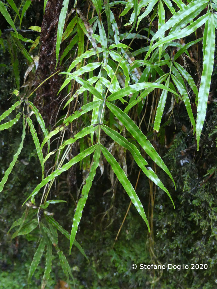 Pteris cretica