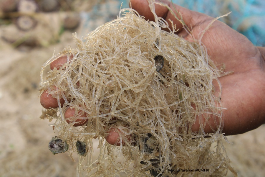 Amathia verticillata