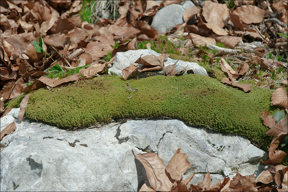 Tortella tortuosa
