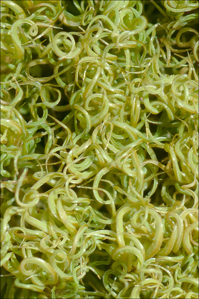 Tortella tortuosa