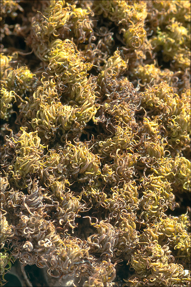 Tortella tortuosa