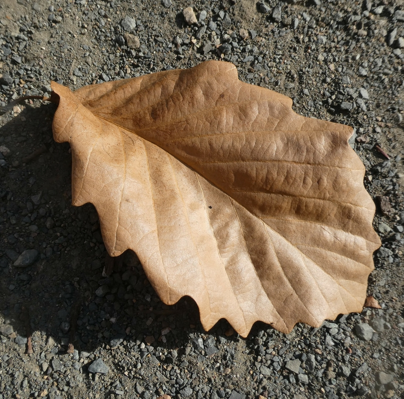 Quercus montana