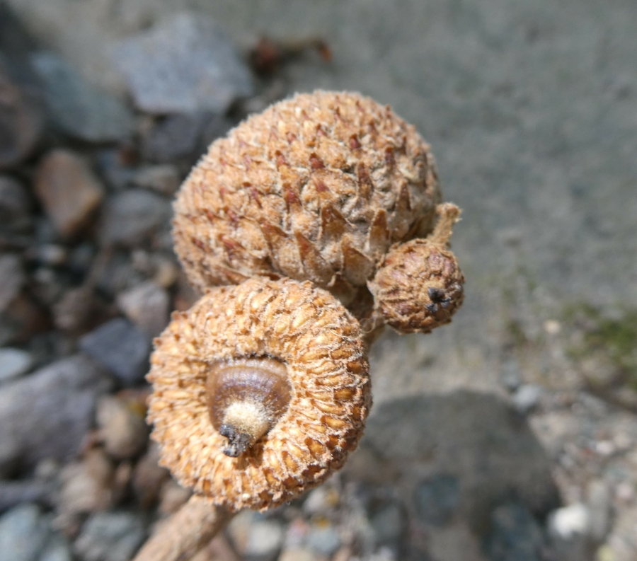 Quercus rugosa