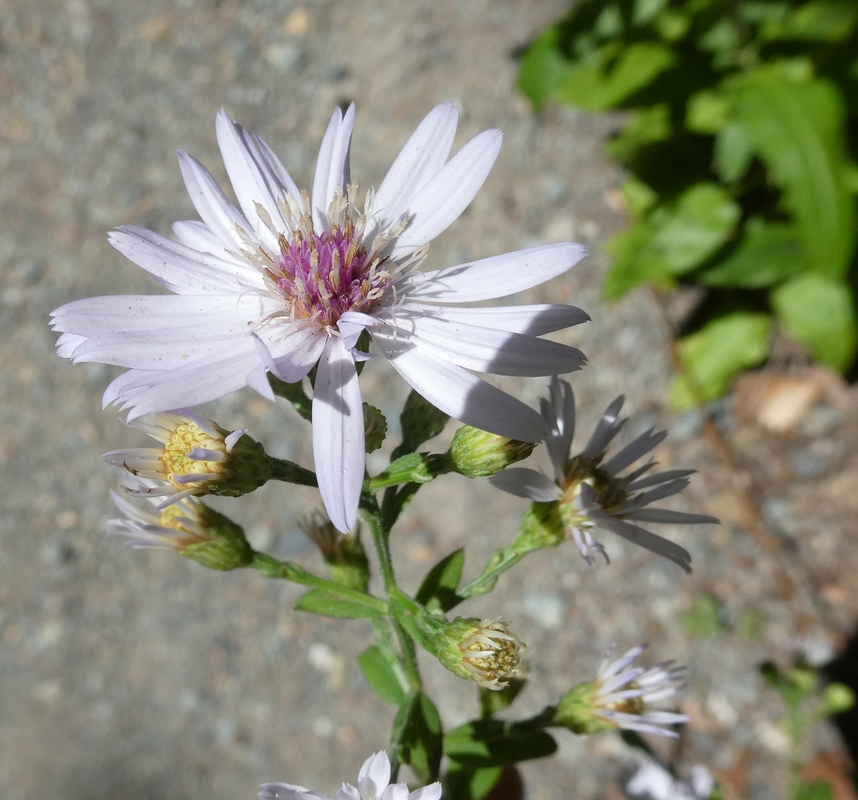 Symphyotrichum undulatum