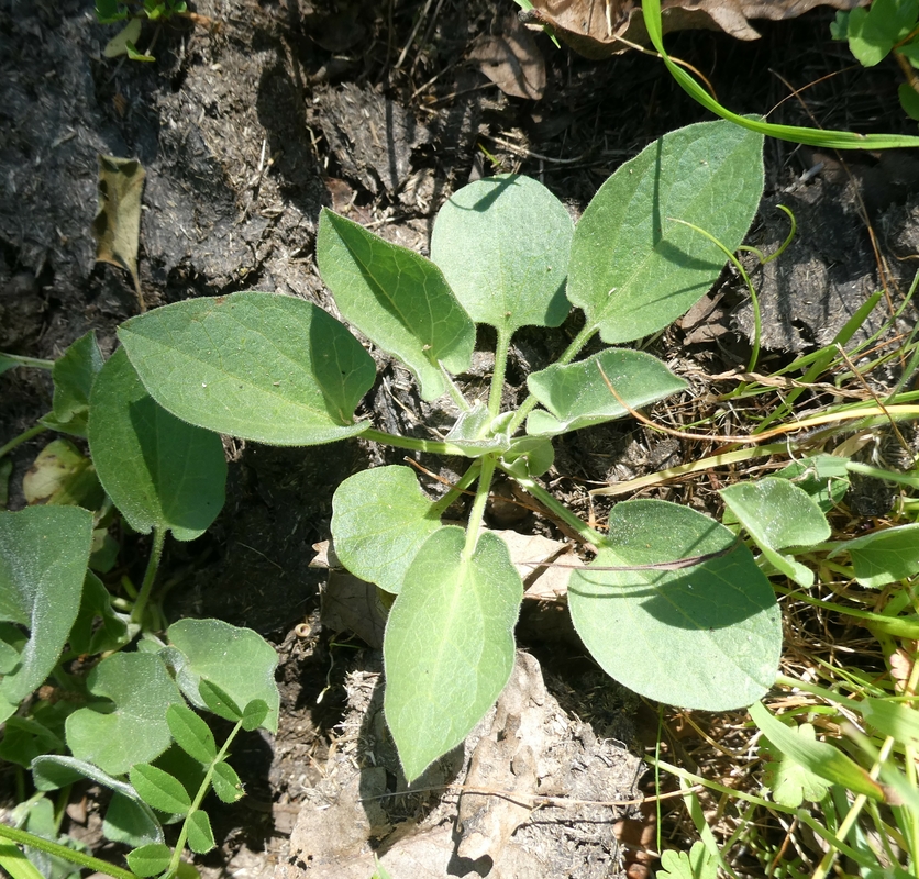 Calystegia subacaulis