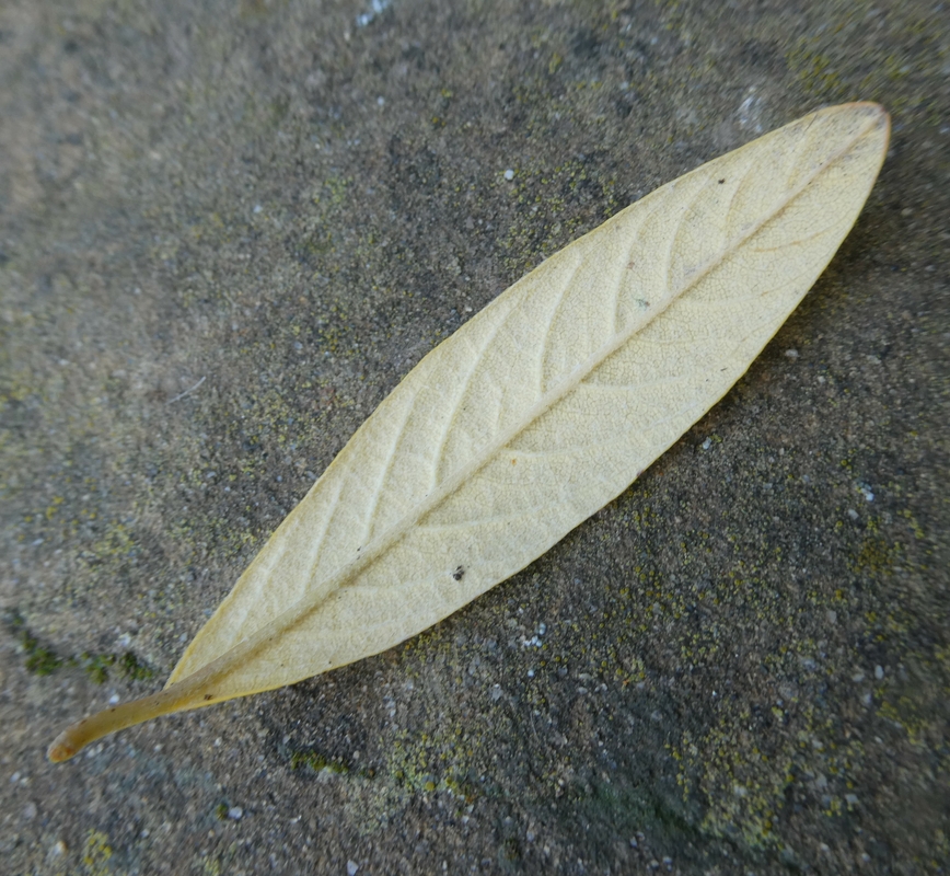 Cotoneaster salicifolius var. henryanus