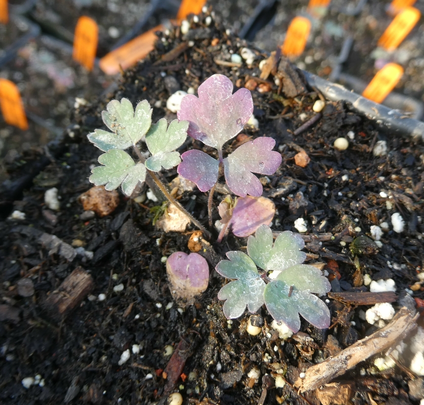 CalPhotos: Aquilegia eximia