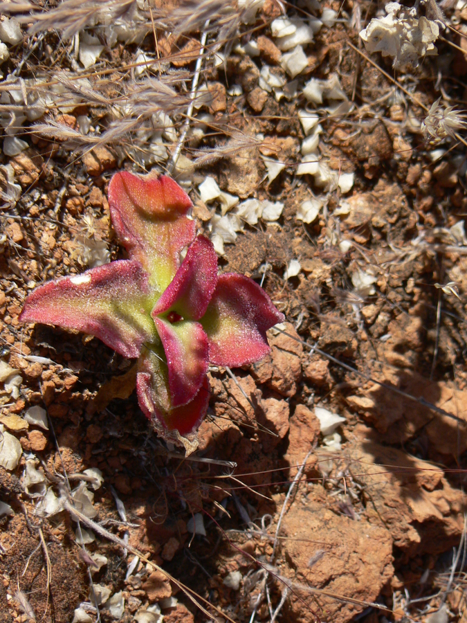 Mesembryanthemum guerichianum