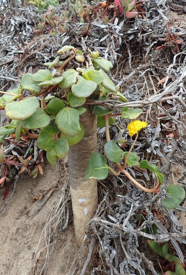 Abronia latifolia Abronia latifolia