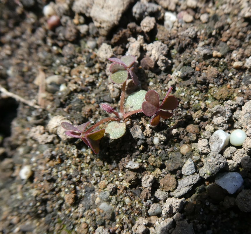 Oxalis corniculata