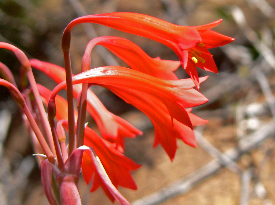 Cyrtanthus angustifolius