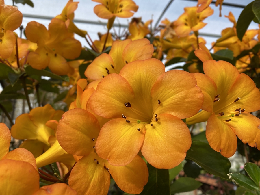Rhododendron aetum x rhododendron zoelleri