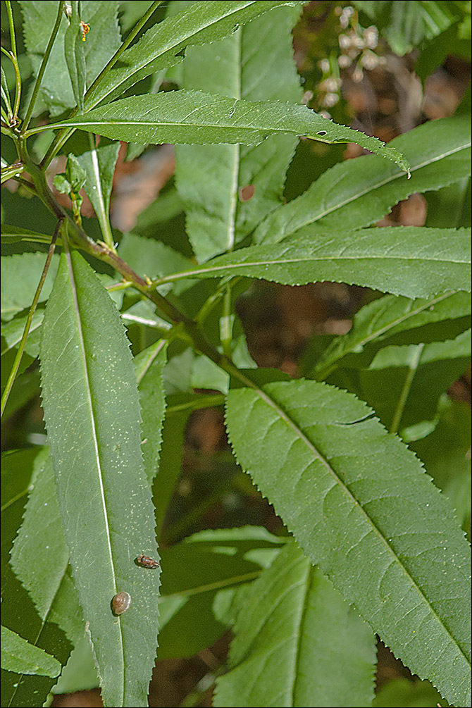 Senecio ovatus ssp. ovatus
