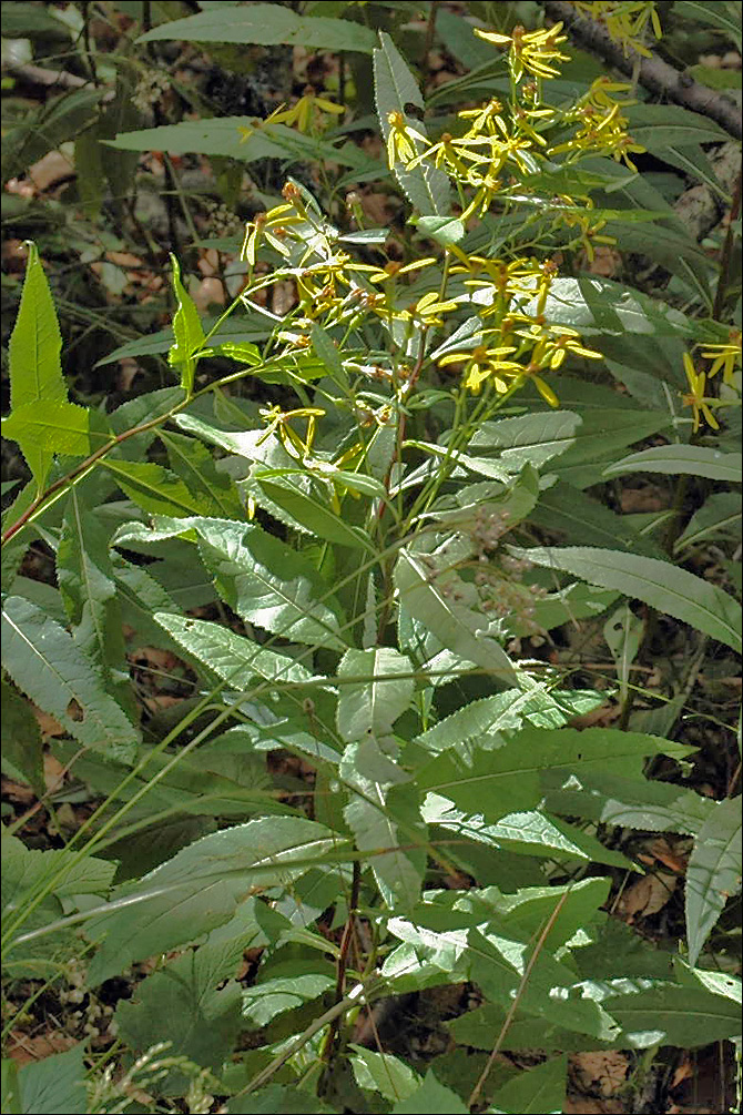 Senecio ovatus ssp. ovatus