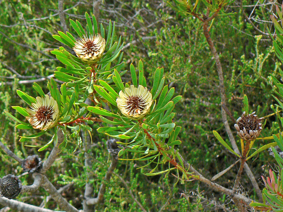 Protea scabra
