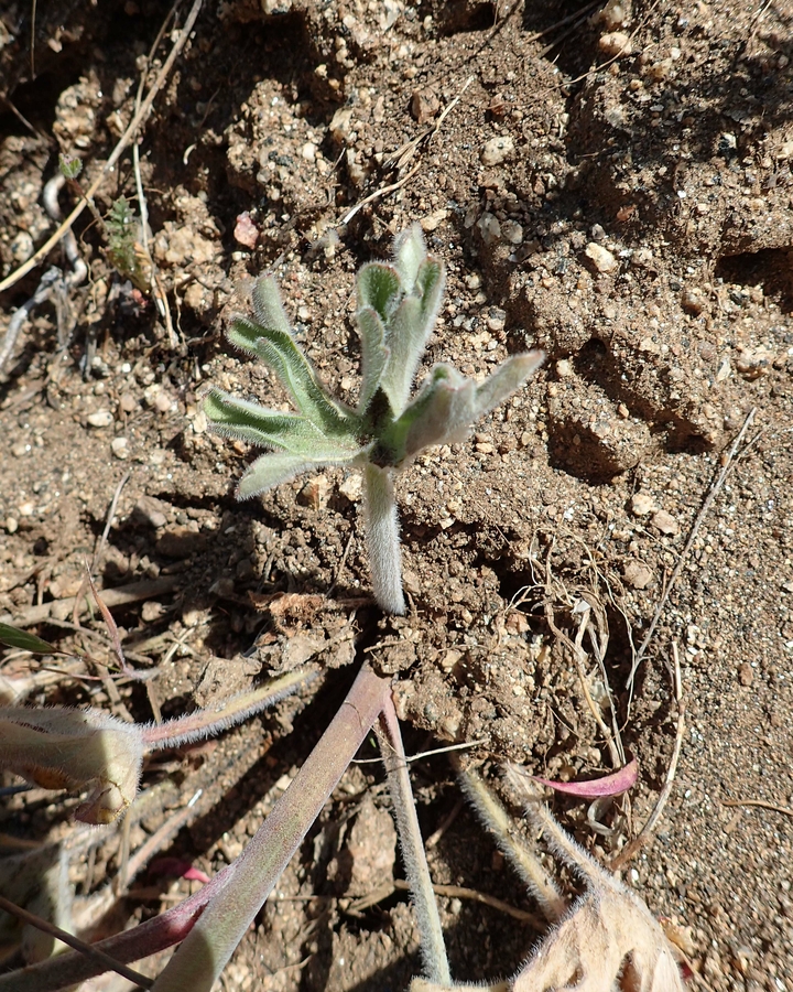 Delphinium hansenii ssp. kernense