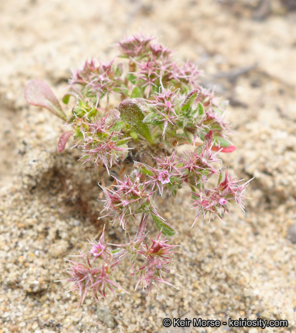 Chorizanthe eastwoodiae