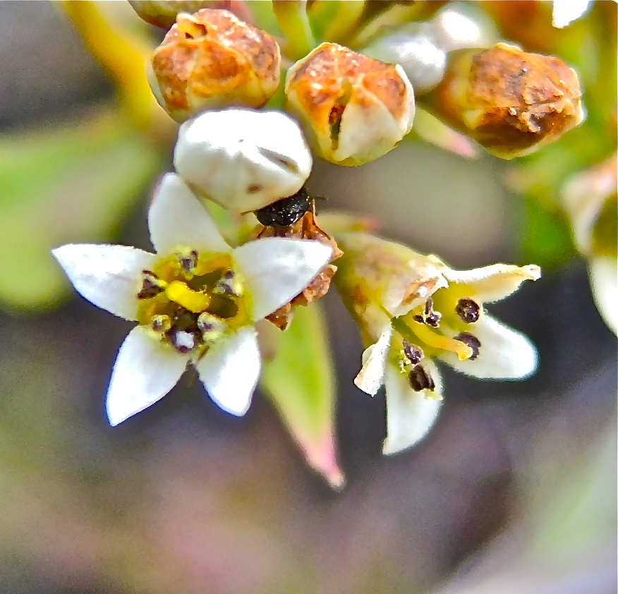 Comandra umbellata ssp. californica