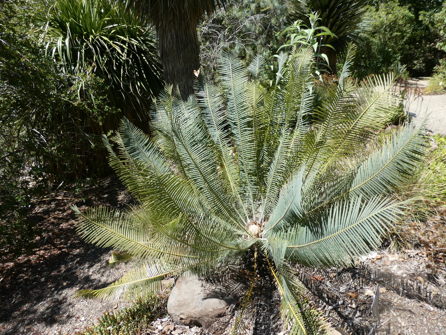 Dioon vovidesii