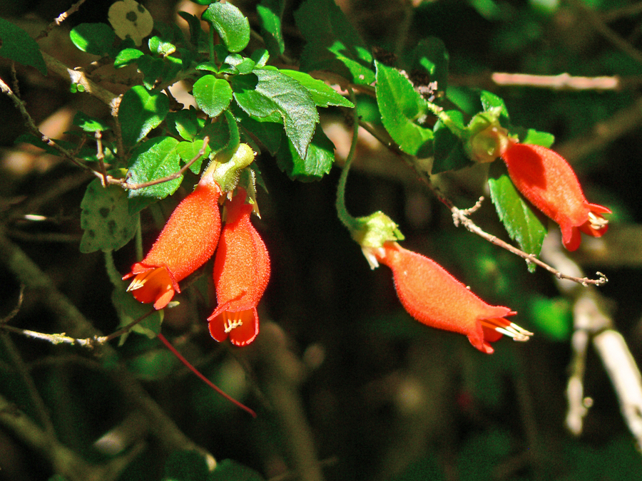 Mitraria coccinea