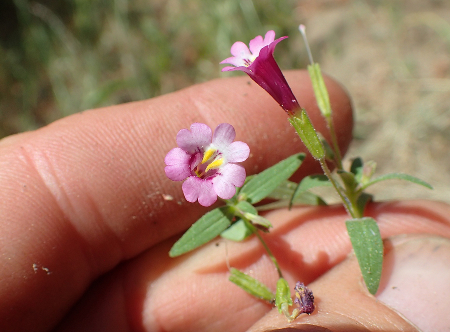 Erythranthe sierrae