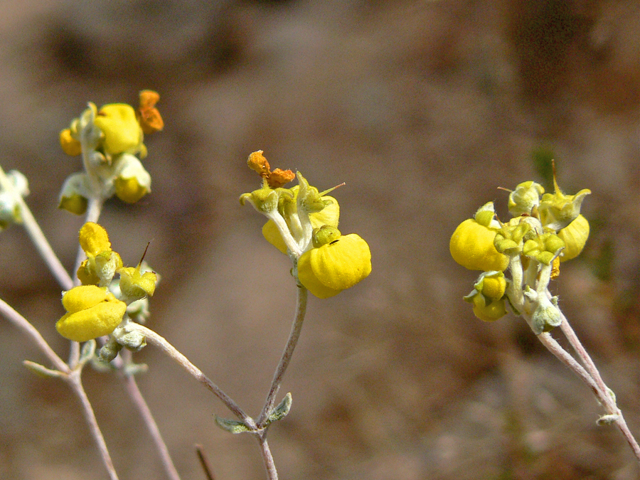 Calceolaria polifolia