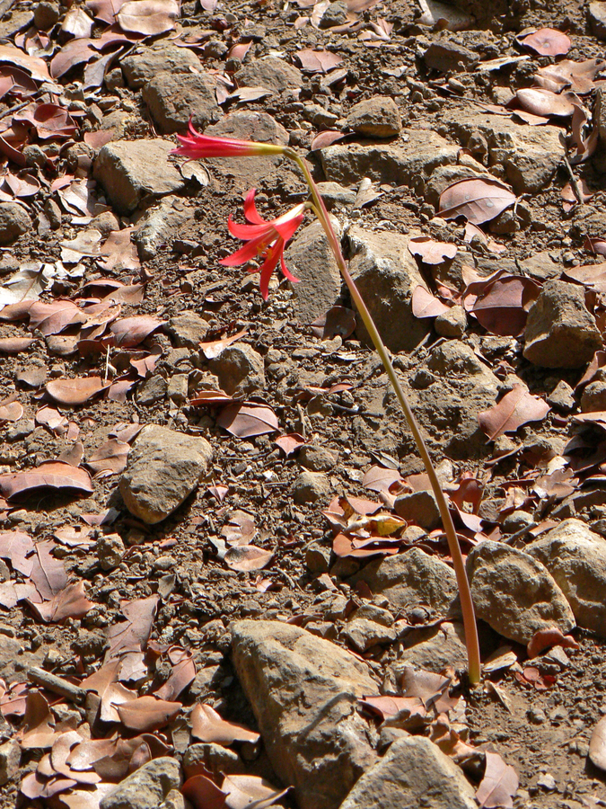 Rhodophiala araucana