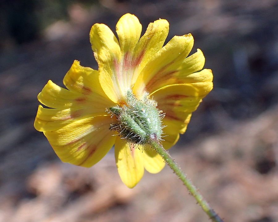 Madia elegans