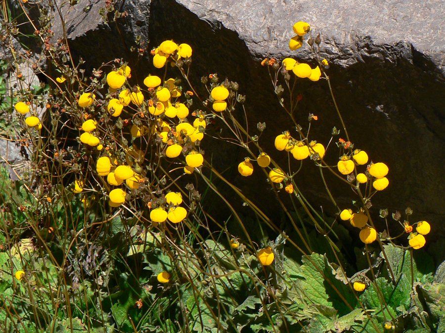 Calceolaria filicaulis ssp. filicaulis