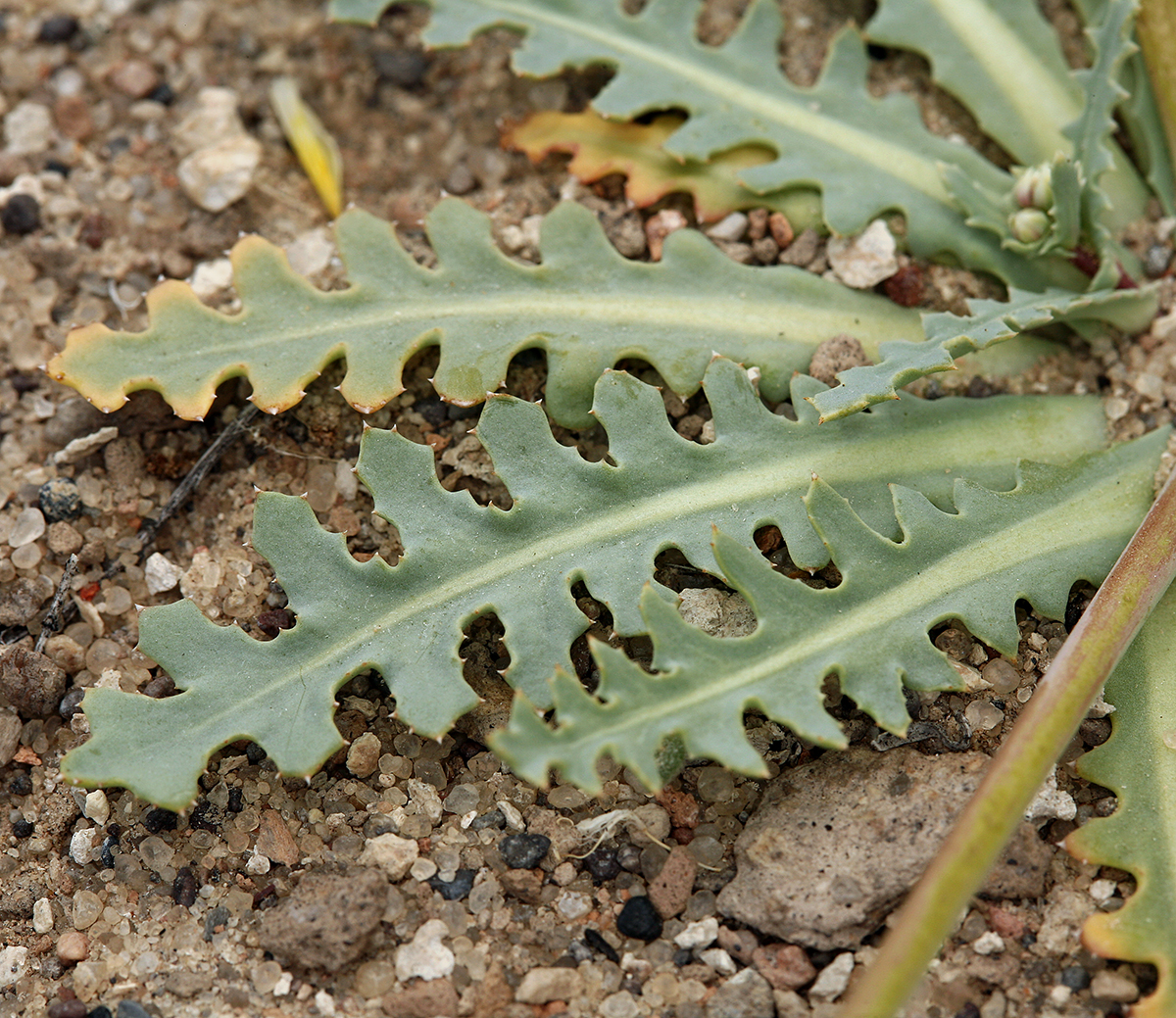 Malacothrix sonchoides Malacothrix sonchoides