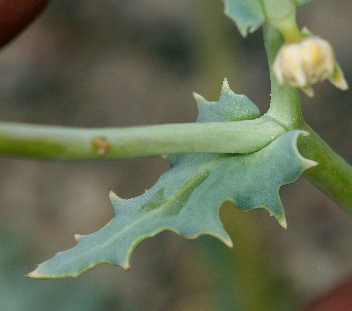 Malacothrix sonchoides Malacothrix sonchoides