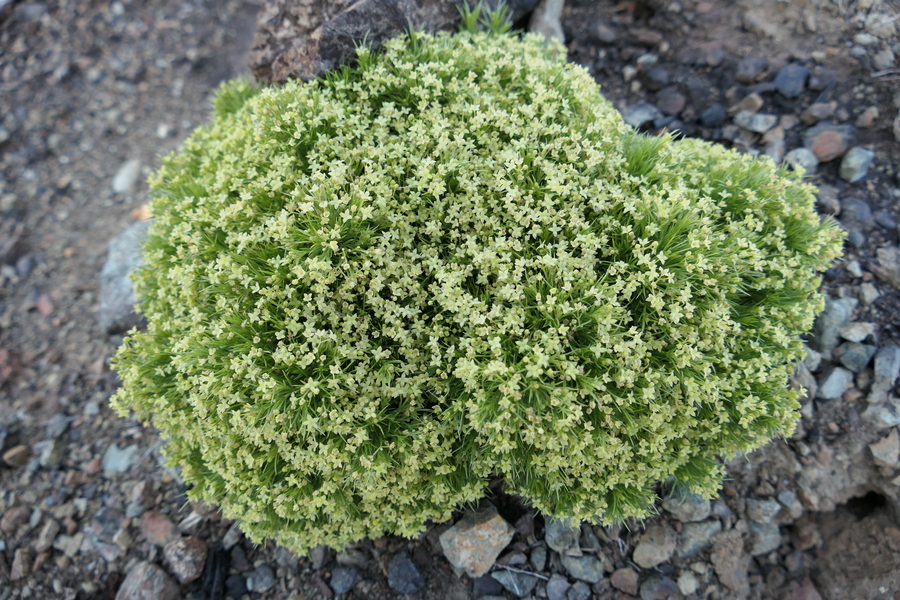 Galium andrewsii Galium andrewsii