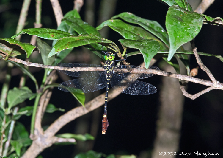 Phyllomacromia trifasciata